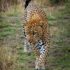 Levhart skvrnity - Panthera pardus - Leopard o8562